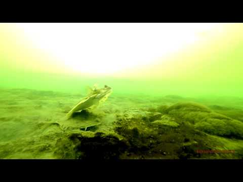 Видео: Камбала навага подводные съемки меляки  Flounder Navaga underwater shooting