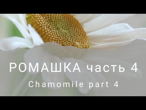 Видео: Ромашка из холодного фарфора часть 4. Chamomile. Cold porcelain part 4.