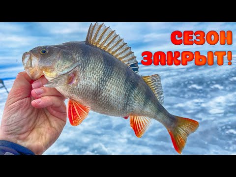 Видео: ЗИМНЯЯ РЫБАЛКА ВСЕ!!! ВОТ И ЗАКРЫЛ СЕЗОН! Ловля окуня на мормышку и балансир.