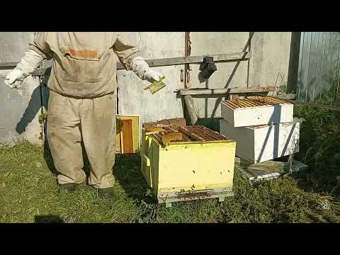 Видео: Пчеловодство - Матку из изолятора и беглый осмотр