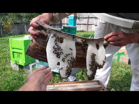 Видео: Ловля роев Пересадка в Улей Немножко о роеловстве / FABRO