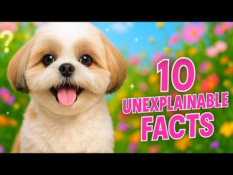 Видео: Ши-тцу – 10 загадочных фактов
