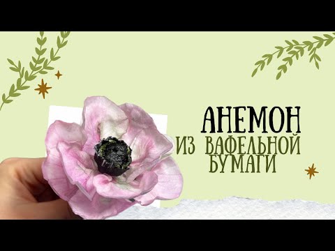 Видео: АНЕМОН из ВАФЕЛЬНОЙ БУМАГИ/Anemone made of wafer paper