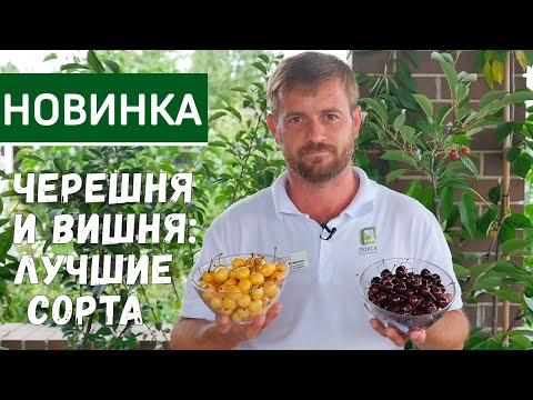 Видео: Самые урожайные и вкусные сорта черешни. Какой сорт черешни выбрать для средней полосы.