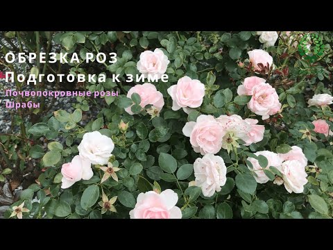 Видео: Подготовка к зиме. ОБРЕЗКА РОЗ. Почвопокровные. Шрабы. Питомник 🌹 и 🌲 Е. Иващенко