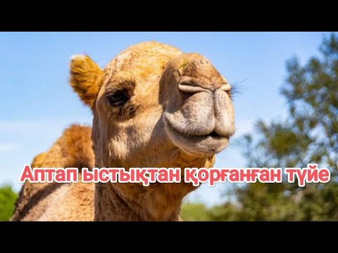 Видео: Аптап ыстықтан қорғанған түйелер.