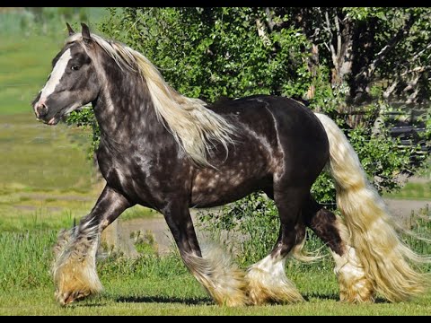 Видео: СУПЕРИОР КОНЮШНИ • ЦЫГАНСКИЕ КОНЮШНИ