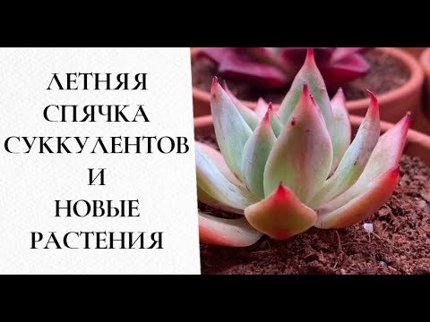 Видео: Летняя спячка суккулентов и новинки коллекции