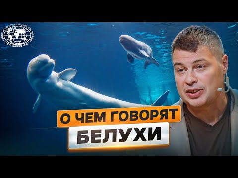 Видео: Как живут белухи в Белом море | @Русское географическое общество