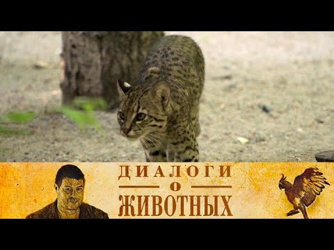 Видео: Новосибирский зоопарк. 13-я серия // Диалоги о животных @SMOTRIM_KULTURA