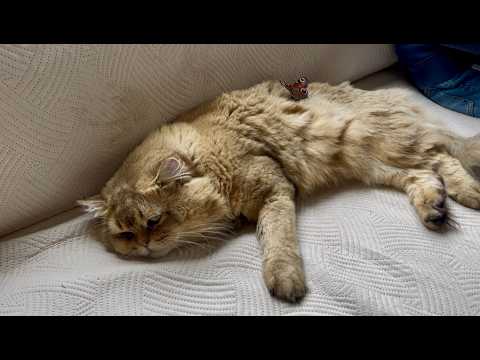 Видео: 🐱💛 Один день из нашей хуторской жизни: спасаем нашего кота!