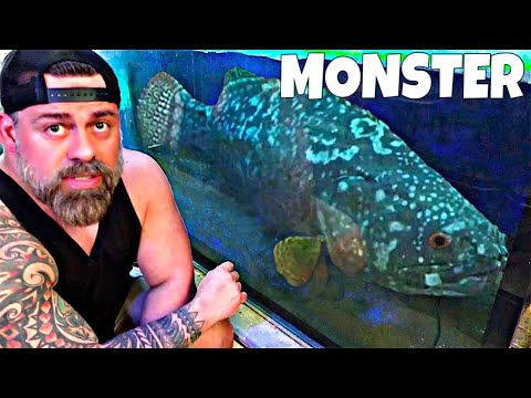 Видео: ИЗУЧАЕМ ЯРКИЙ ЖИВОТНЫЙ РЫНОК ТАИЛАНДА: МЫ НАШЛИ ГИГАНТСКУЮ РЫБУ-МОНСТРА
