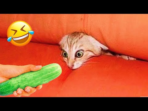 Видео: Смейтесь вслух с этими милыми питомцами! 😹