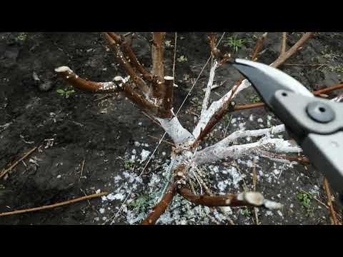 Видео: Черешня Скина, формировка KGB.