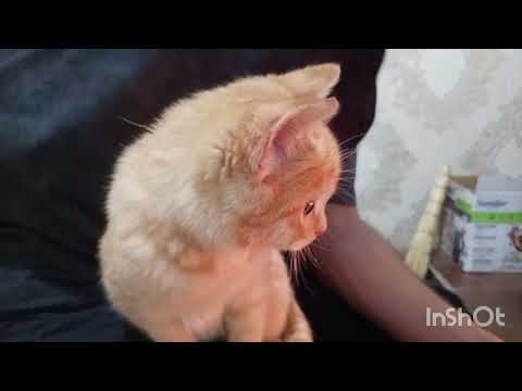 Видео: Нашему каналу исполняется год /А ремонт не заканчивается / жизнь в деревне