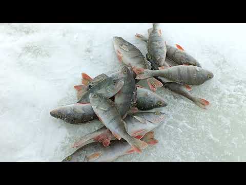 Видео: Ловля Окуня - Балансиром и Блесной! Как я искал Окуня!