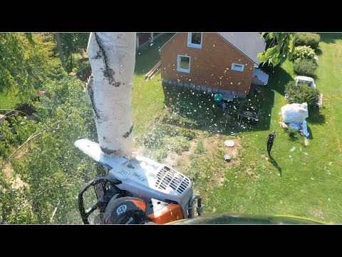 Видео: Арбористика‼️Удаляем березку🌳с подписчиком. Arboristics‼️Remove the birch🌳with the subscriber