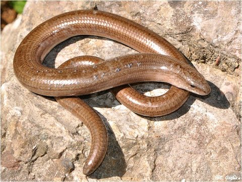Видео: Медянка в огороде ! Ломкая веретеница, медяница Anguis fragilis, вид безногих ящериц.