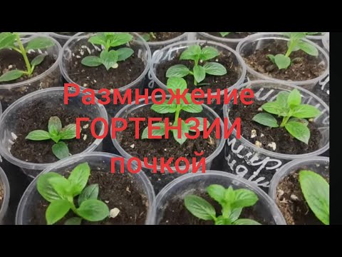 Видео: Самый быстрый способ размножения метельчатой гортензии 🌿Грунт для черенкования#гортензияметельчатая