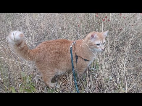 Видео: Рижулька на прогулянці. 23.08.25 року.