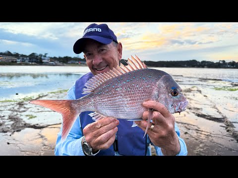 Видео: Как поймать и использовать желтохвоста на скалах!