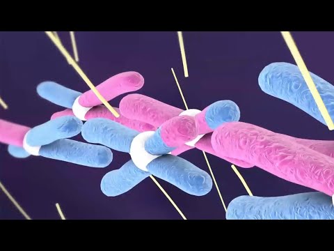 Видео: Деление клетки: мейоз против митоза