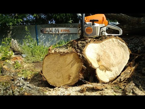 Видео: Пилю Дуб бензопилой STIHL MS 231 с шиной 45см 💪🔥 Заготовка дров на зиму 