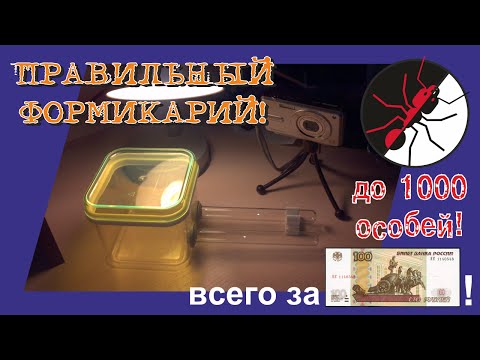 Видео: Муравьиная ферма. Правильный формикарий