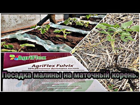 Видео: Посадка малины на маточный корень