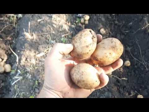 Видео: Капельный полив на картофеле - итоги 2024. часть1