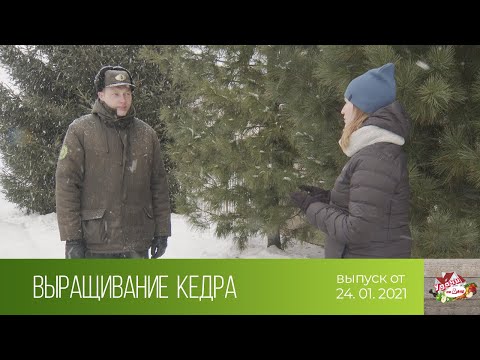 Видео: Удачи на даче (24.01.2021)