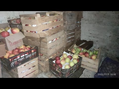Видео: Як я зберігаю яблука