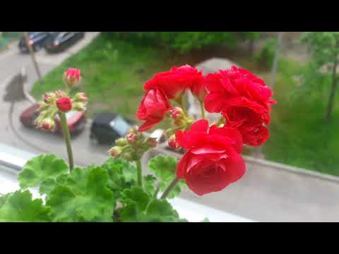 Видео: Цветут пеларгонии на балконе 🌷🍃Сорта Red Pandora, Saxdalens Selma, Pac viva rosita
