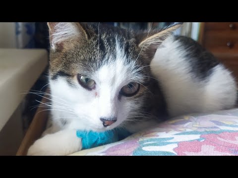 Видео: Будем жить!