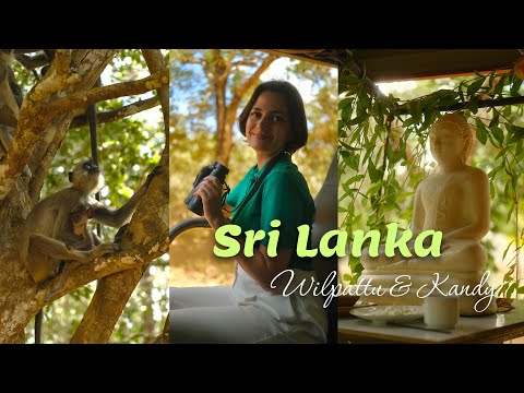 Видео: Шри-Ланка 🌴 Сафари с леопардами, джунгли и храмы