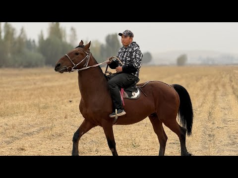 Видео: ЖАНЫБЕК АКАДАН АРЗАН АТ ЧЫКТЫ 💪🏻#байтв 