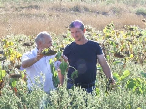 Видео: КФХ Грымсултанова