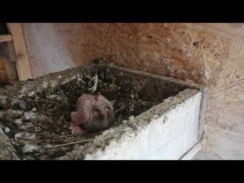 Видео: узбекские голуби Темрюк 24 02 24