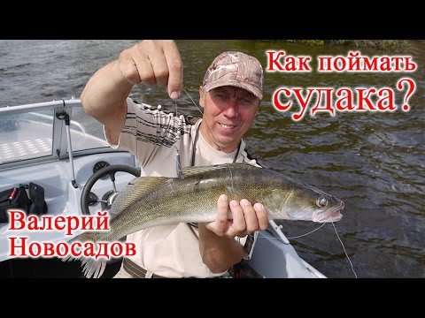 Видео: Ловля судака: советы эксперта