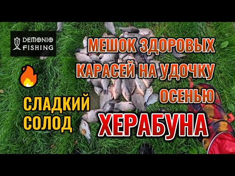Видео: Тесто для Херабуны Сладкий Солод. Наловил мешок крупного карася осенью на поплавочную удочку.
