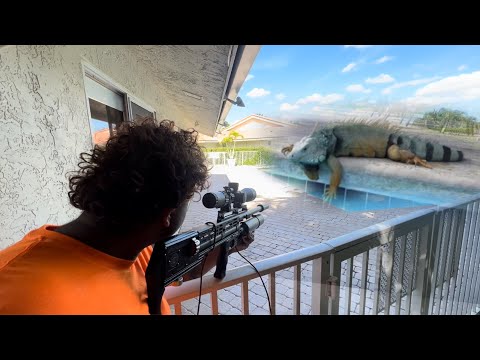 Видео: День 4. Охота на игуан, которые взламывают, проникают и гадят в бассейны!