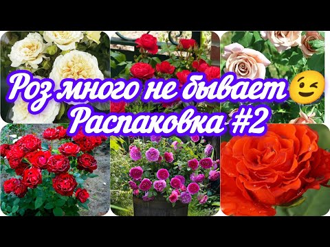 Видео: 🌹🌹🌹Роз много не бывает! 🌹🌹🌹распаковка #2