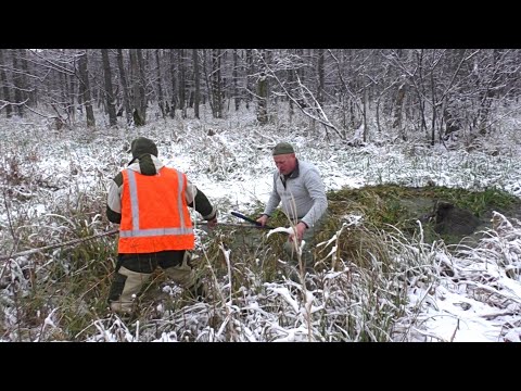 Видео: Загонная ОХОТА. ЛОСЬ в КАНАВЕ. 26 ноября 2023г.