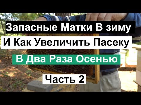 Видео: Пасека #128  Запасные Матки в Зиму и Как Увеличить Пасеку Осенью.  Зимовка Пчёл / Пчеловодство