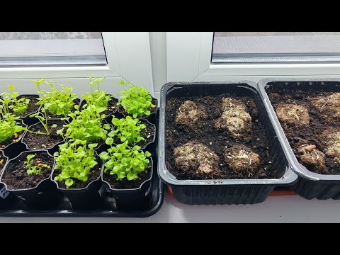 Видео: Новости с подоконника в конце марта. Проращиваю клубни бегоний. Распикировала томаты.