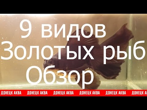 Видео: Золотая рыбка, How To Care For A Goldfish, goldfish and their characteristics, шок так просто ...