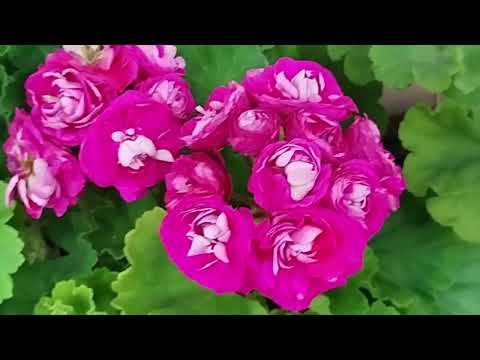 Видео: v22*Розебуды, последний обзор в теплице. 26 сентября