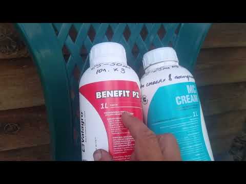 Видео: Как раздуть, увеличить ягоду винограда, подробная инструкция.