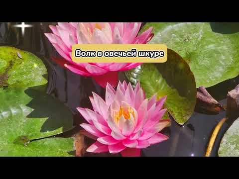 Видео: ВОЛК В ОВЕЧЬЕЙ ШКУРЕ