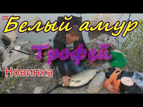 Видео: Как поймать белого амура на камыш .Как правильно ловить белого амура.Белый амур в сентябре.